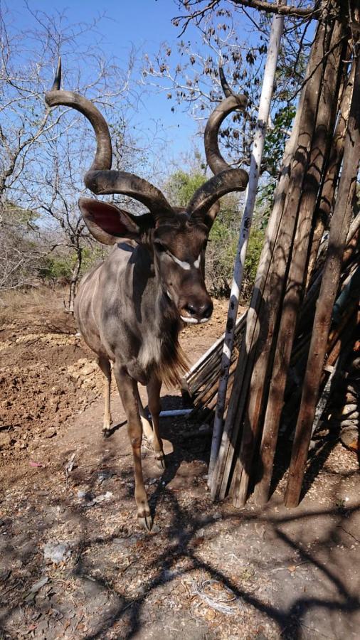 Svh Bush Lodge Marloth Park Dış mekan fotoğraf